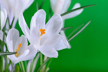 Fototapeta na wymiar spring flowers close up