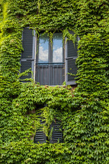 Window with ivy on wall in Italy