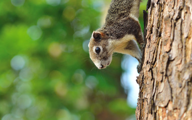 Close up half the squirrel chipmunk © natamata