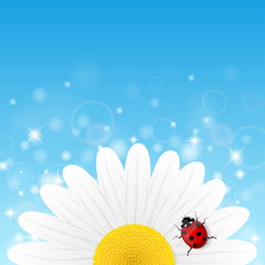 Chamomile flower and ladybird on blue background. © dimkasl