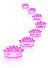 Lotus flower vector