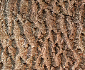 tree bark