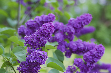 Branch of lilac flowers