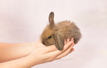 Easter bunny in woman's hands