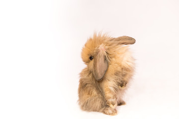 Fototapeta premium Easter bunny on white background