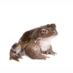 The Colorado River or Sonoran Desert toad on white