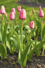 Pink beautiful tulips
