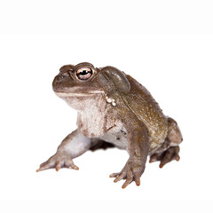 The Colorado River or Sonoran Desert toad on white