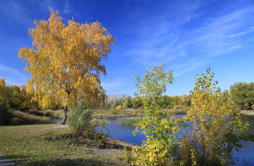 Autumn landscape - pond in the park