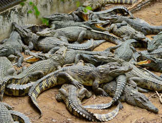 crocodile