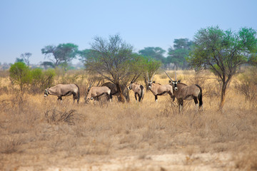 Fototapeta na wymiar Group of Oryx gazelle in Kalahari Desert, Botswana, south Africa