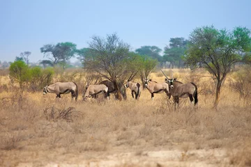 Fotobehang Groep Oryx-gazelle in Kalahari-woestijn, Botswana, Zuid-Afrika © Romas Vysniauskas