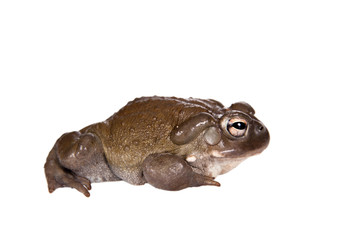 The Colorado River or Sonoran Desert toad on white