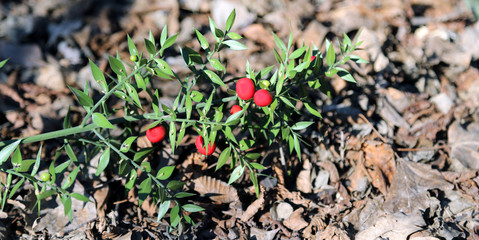 butcher's-broom Red berries and leaves