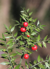 Red Holly berries and spiny leaves