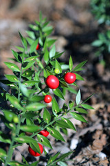 Red Holly berries and spiny leaves