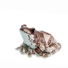 Amazon Milk Frog isolated on white © Farinoza