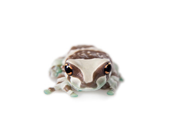 Amazon Milk Frog isolated on white