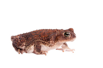 The cuban toad, Bufo empusus, on white