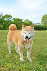 目をつぶる柴犬