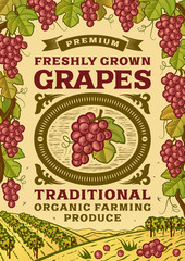 Retro grapes poster