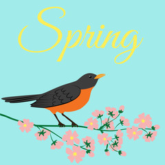 robin bird