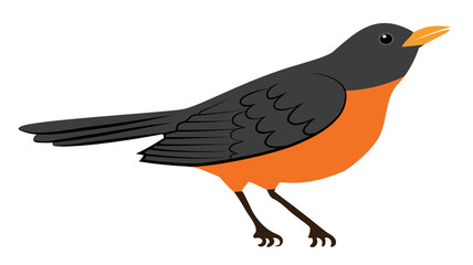 robin bird