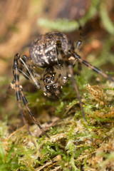 Shaded orb-weaver, Metellina merianae