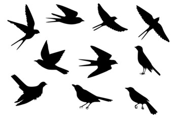 Obraz premium wzór ptaków
