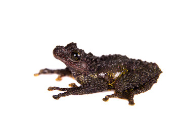 Theloderma bicolor, rare spieces of frog on white
