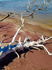 Driftwood Tree