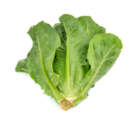 Cos Lettuce on White Background