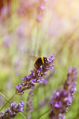 Lavender flowers