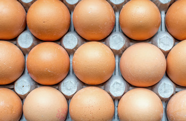 eggs
