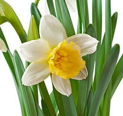 Spring flowers narcissus isolated on white background.