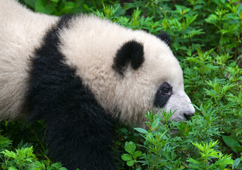 Fototapeta premium Panda bear closeup