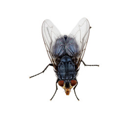 fly on a white