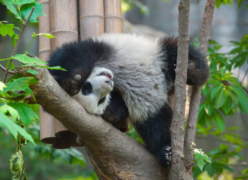 Fototapeta Playful panda in tree