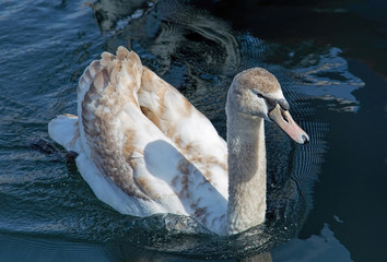 Young swan