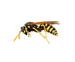 wasp