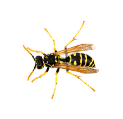 wasp
