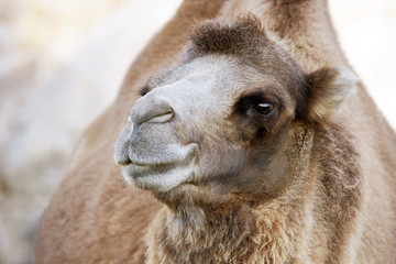 Cute Bactrian camel
