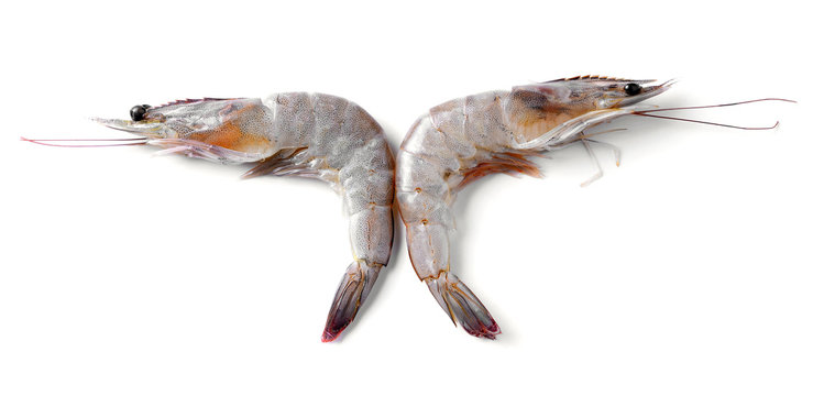 Close up banana prawn or shrimp isolated on white