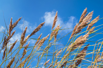 Fototapeta premium Reed against the blue sky with clouds