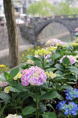 めがね橋とあじさい