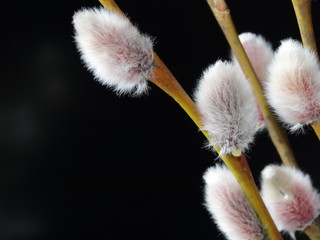 Branchs of willow close up © ira_kalinicheva