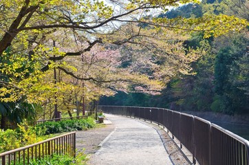 Fototapeta premium 東山自然緑地ジョギングコース