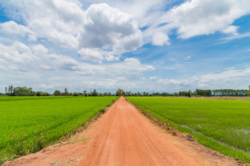 countryside farm track running through rice fields on the thaila