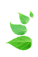 leaf on white background