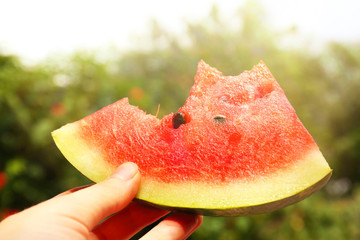 Fresh slice of watermelon in hand on sunny nature background